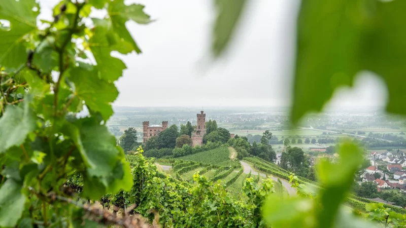 Die Reben auf den Weinbergen rings um das Schloss Ortenberg im badischen Ortenaukreis wachsen auf alten Granitböden und verleihen den daraus produzierten Weinen besondere mineralische Tiefe. - © Silas Stein/dpa/dpa-tmn