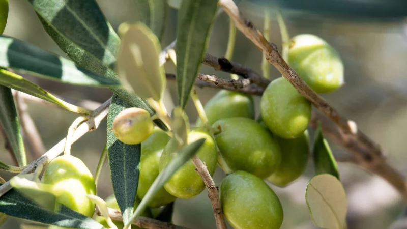 Mit einem Olivenbaum verleiht man jedem Garten oder Balkon einen mediterranen Touch. - © Andreas Drouve/dpa-tmn