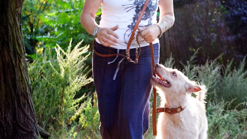 Angeleint durchs Frühjahr: Freilaufende Hunde gefährden Jungtiere – jetzt heißt es Rücksicht nehmen. - © Monique Wüstenhagen/dpa-tmn