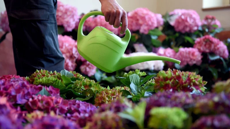 H&uuml;bsch und im Trend: Hortensien gibt es in vielen verschiedenen Farben und Formen. - &copy; Britta Pedersen/dpa/dpa-tmn