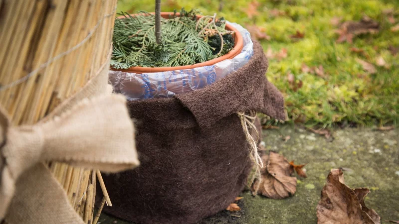 Dick eingepackt f&uuml;r die kalten N&auml;chte: Mit isolierendem Material k&ouml;nnen Topfpflanzen auch im Herbst noch drau&szlig;en stehen bleiben. - &copy; Christin Klose/dpa Themendienst/dpa-tmn