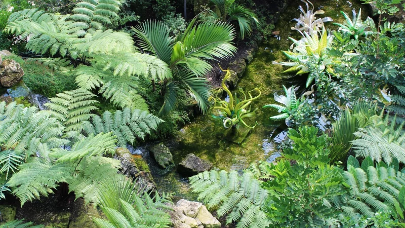 Farne sind nicht nur fürs Wohnzimmer geeignet - auch im Garten sorgen sie für Dschungelfeeling. - © Christoph Driessen/dpa-tmn
