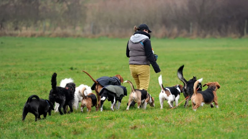Besser als allein zu Haus: Dogwalker ermöglichen Hunden, im Rudel Gassi zu gehen und mit Artgenossen herumzutoben. - © picture alliance / dpa