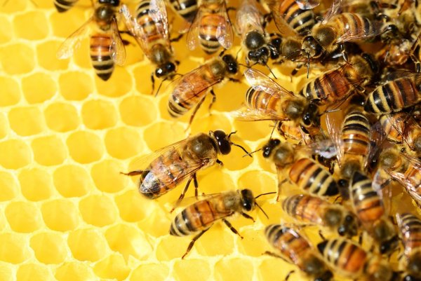 In Belle ist die Amerikanische Faulbrut in einem Bienenstand festgestellt worden. - © Symbolbild Pixabay