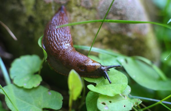 Schnecken und Mäuse - © Foto: Karl-Josef Hildenbrand