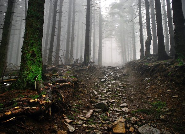 In einem Waldstück in Wierborn sind Überreste eines Tierkadavers gefunden worden. - © Symbolbild: Pixabay.com