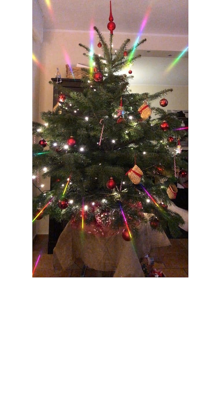 Weihnachtsbäume in Lippe
