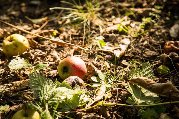 Welche Früchte darf ich wo sammeln? | Servicethema Ernährung - LZ.de