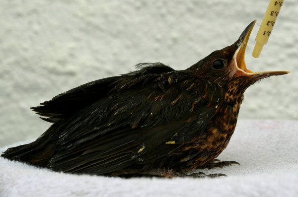 Junge Amsel - © Foto: Horst Ossinger