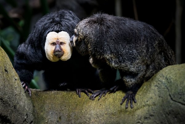 Touristen sollen die Weißkopfsakis am Schwanz gezogen und gefüttert haben - hier ist ein Tier aus der Schweiz zu sehen. - © Jean-Christophe Bott/KEYSTONE/dpa