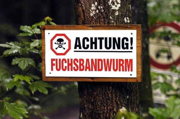 Warnung vor Fuchsbandwurm - © Foto: Frank Mächler