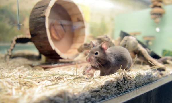 Ein Hamster in einem Käfig - © Foto: Caroline Seidel