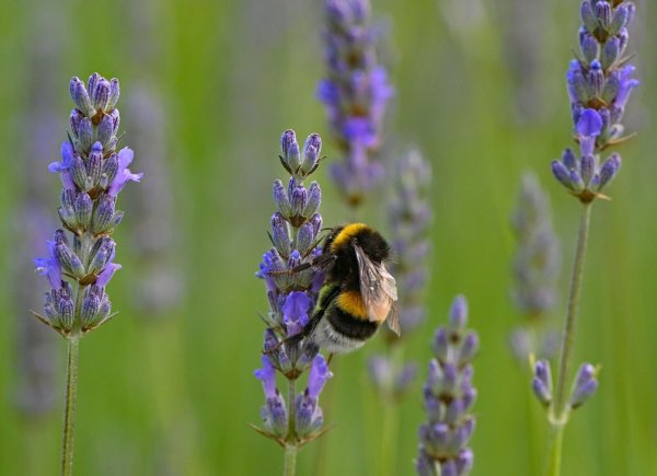Hummeln sind im Sommer generell am aktivsten und die Völker am größten. - © Patrick Pleul/dpa