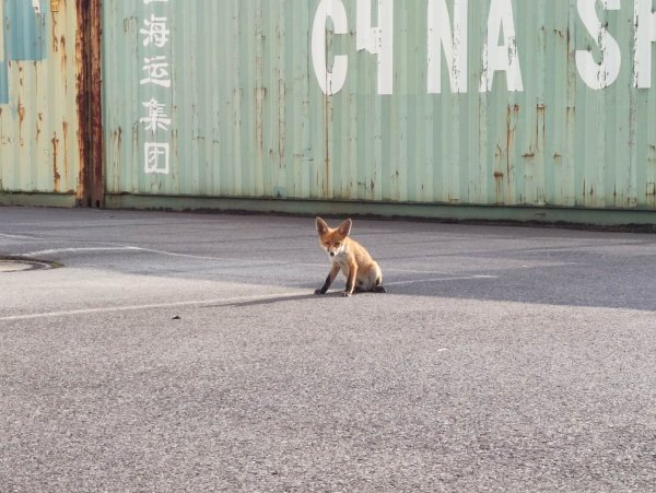 Ein kleiner Fuchs sitzt auf dem Platz vor einer Autowerkstatt. - © Melvin Flor/Privat/dpa