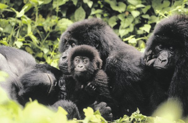Familienleben: Berggorillas im Virunga-Nationalpark im Kongo. Der Verein "Berggorilla und Regenwald Direkthilfe" kämpft seit 1984 für den Schutz der Menschenaffen. In dem Verein engagieren sich auch Ostwestfalen und Lipper für die beeindruckenden Tiere. - © WWF/dpa