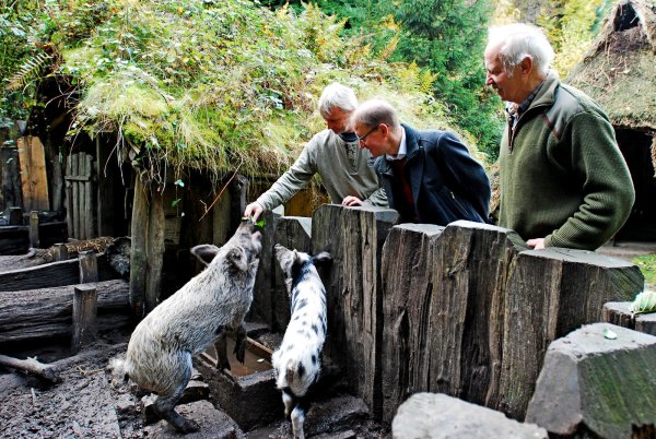 Neugierig: Da braucht Rudolf Diekmeier nur ein Blatt in die Hand zu nehmen – und schon kommen die beiden Schweine angelaufen. Diekmeier und Hartmut Pieper (rechts) gehören zum Verein „Tiere im Dorf", dem Museumsleiter Karl Banghard die Schweine übergibt.  - © Gunter Held