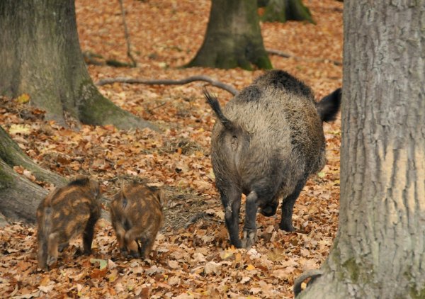 Derzeit in Waldgebieten und darüber hinaus unterwegs: Eine Wildschwein-Bache geht hier sicherheitshalber mit ihren Frischlingen stiften. Das kann auch für Menschen in Fahrzeugen gefährlich werden. - © Uwe Zucchi