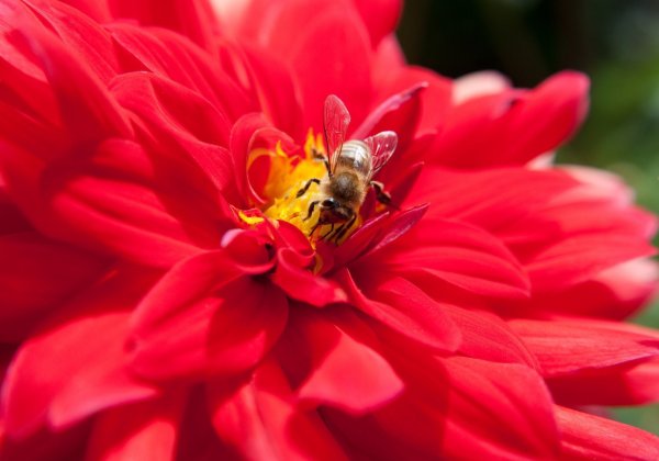 Dahlien im Garten - © Foto: Andrea Warnecke