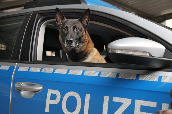 Immer auf zack: Polizeihund Leon arbeitet ausgesprochen gerne. Der Rüde hat am Montag einen Einbrecher dingfest gemacht. Vorne fährt er trotzdem nicht mit, fürs Foto gab es eine Ausnahme. - © Bernhard Preuß