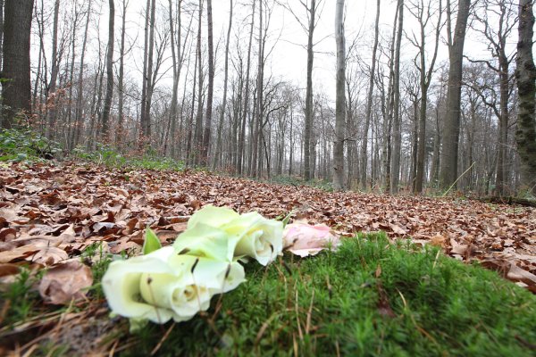 Bestattung unter Bäumen: Hier sollte auch die Trauerfeier für einen Jäger stattfinden. Doch die Hohenhauser Pfarrer weigerten sich, eine
Trauerrede im Friedwald zu halten. - © Vera Gerstendorf-Welle