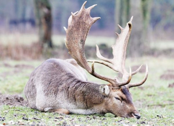 Hat die Ruhe weg: der Platzhirsch. Archivfoto: Mausch - © Julia Mausch