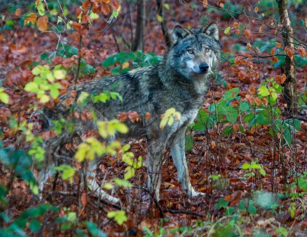 Der neue Herr im Hause Olderdissen: Wolfsrüde Aik. - © Andreas Zobe