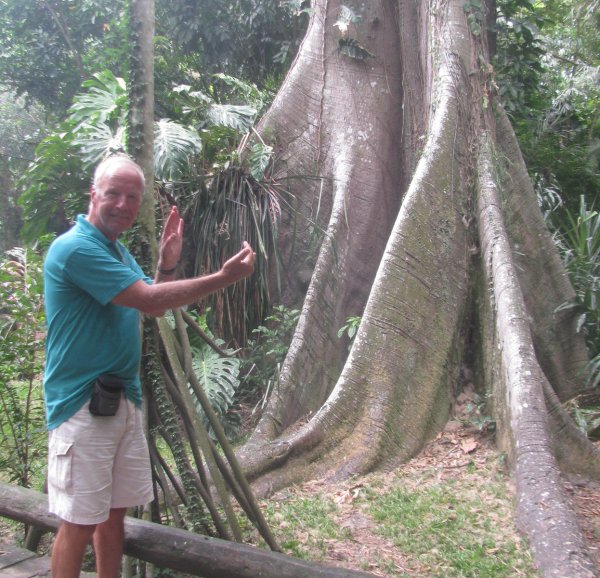 Macht viele Entdeckungen: Im Naturpark „Museu Emilio Goeldi“ in Belem sieht sich Dr. Leopold-Theodor Heldman einem Urwaldriesen gegenüber. - © Privat