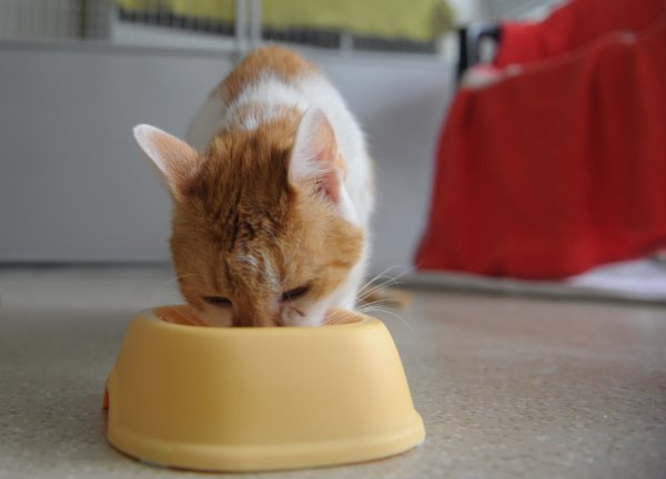 Katze beim Fressen - © Foto: Soeren Stache