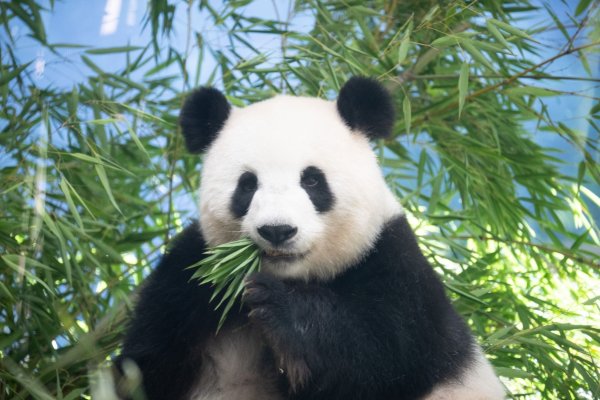Sie ist trächtig: Pandaweibchen Meng Meng ist mit Zwillingen schwanger. - © Sebastian Gollnow/dpa