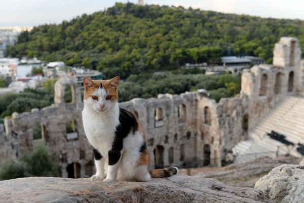 Vorsicht Katze: Im Urlaub sollte man auf Streicheleinheiten für fremde Streuner lieber verzichten. - © Andrea Warnecke/dpa-tmn