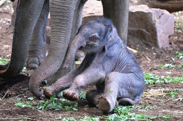 Die neugeborene Elefantenkuh «Sarinya» liegt neben ihrer Mutter im Kölner Zoo. - © Marcel Vogelfänger/Kölner Zoo/dpa