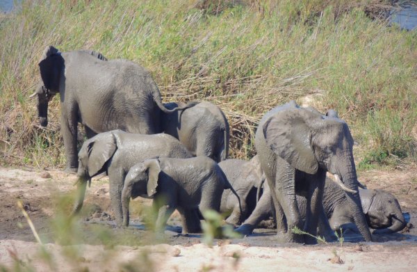 In dem knapp 20.000 Quadratkilometer großen Park können Touristen Elefanten und andere wilde Tiere beobachten. (Symbolbild) - © Kevin Anderson/AP/dpa