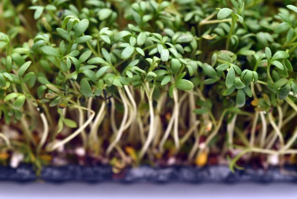 Kresse - © Foto: Andrea Warnecke