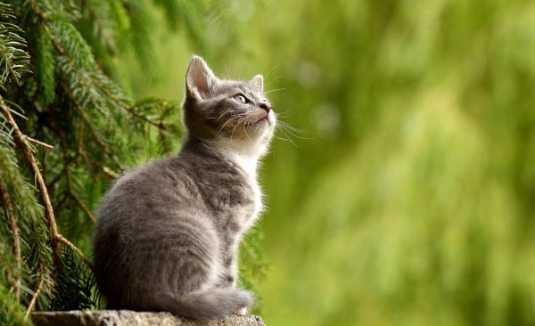 Etliche Katzen sind in den vergangenen Wochen vom Verein "Unsere Hände für viele Pfoten" geborgen worden - teilweise mit schwerwiegenden Verletzungen. - © Symbolbild: Pixabay