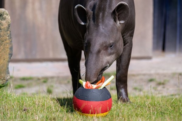 Tapir Theo tippt im Allwetterzoo in Münster auf Deutschland als Gewinner für das EM-Achtelfinale. - © Benjamin Westhoff/dpa