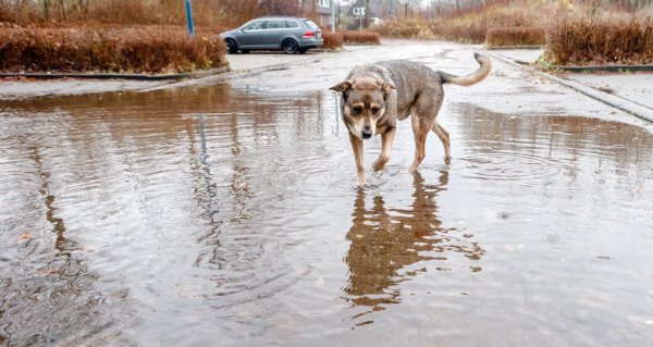 Hund in einer Pfütze - © Foto: Markus Scholz/dpa/dpa-tmn