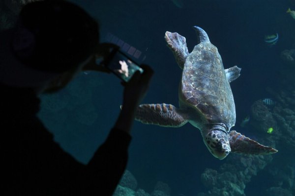 Diese Unechte Karettschildkröte (lat. Caretta caretta) im Meeresmuseum von Stralsund ist ein wunderbares Fotomotiv - sofern man weiß wie man in Aquarien spiegelfrei fotografiert. - © Stefan Sauer/dpa-Zentralbild/dpa