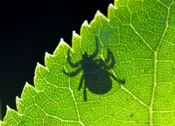 FSME und Borreliose: Zecken können Krankheiten übertragen. - © Patrick Pleul/dpa-Zentralbild/dpa