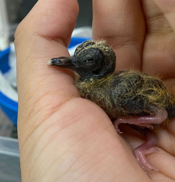 Ein Blauaugentäubchen wird von Hand aufgezogen. - © Chester Zoo/dpa
