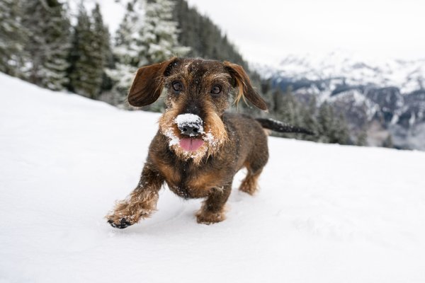 Schnee, Eis und Kälte: In der Regel brauchen Hunde keinen extra Schutz im Winter. - © Benjamin Nolte/dpa-tmn