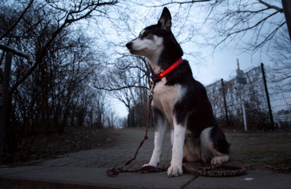 Ein leuchtendes Halsband kann dafür sorgen, dass man Hunde bei Dunkelheit besser sieht. - © Florian Schuh/dpa-tmn