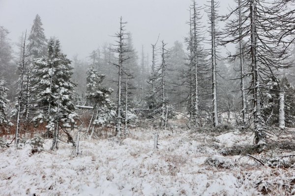 Auch auf dem Brocken hat es geschneit. (Foto Aktuell vom 17.11.) - © Matthias Bein/dpa