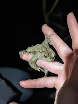 Diese Erdkröte klammert sich an einem Finger fest, während sie über die Straße getragen wird. - © Fotorechte: Ulrike Grabow