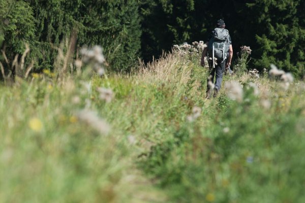 Ein Wanderer geht in der Nähe von Altenau im Oberharz über einen schmalen, zugewachsenen Wanderweg. Häufig nutzen Menschen illegale Wanderwege, die sie in Apps finden. - © picture alliance / Swen Pförtner/dpa