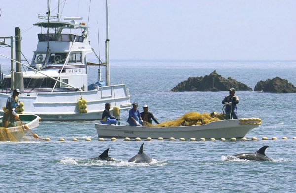 Walfang in Japan - © Foto: kyodo