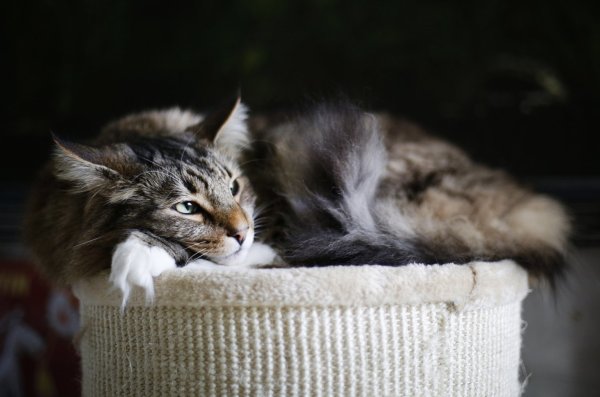 Wenn Katzen sich zurückziehen - © Foto: Ina Fassbender/dpa-tmn