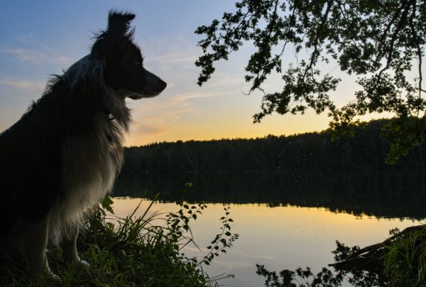 Hund in der Natur - © Foto: Patrick Pleul/dpa