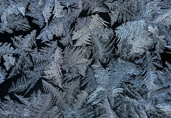 Häufig sehen Eisblumen wie Farnblätter aus. (Archivbild) - © Patrick Pleul/dpa-Zentralbild/dpa