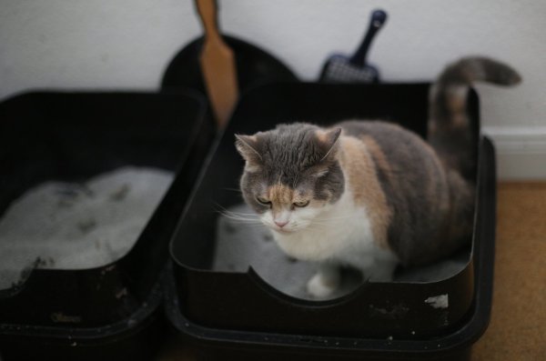 Katze auf Katzenklo - © Foto: Ina Fassbender/dpa-tmn