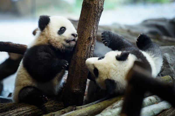 Panda-Zwillinge - © Foto: Gregor Fischer/dpa